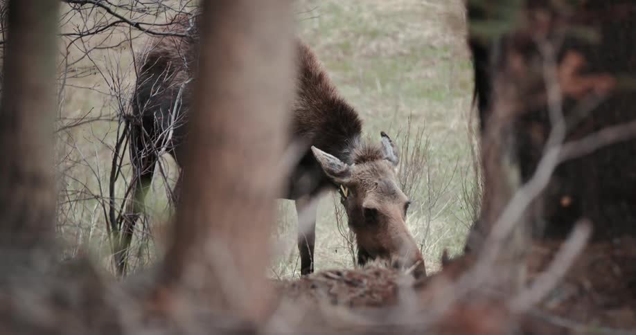 A deer surrounded by plants and trees
