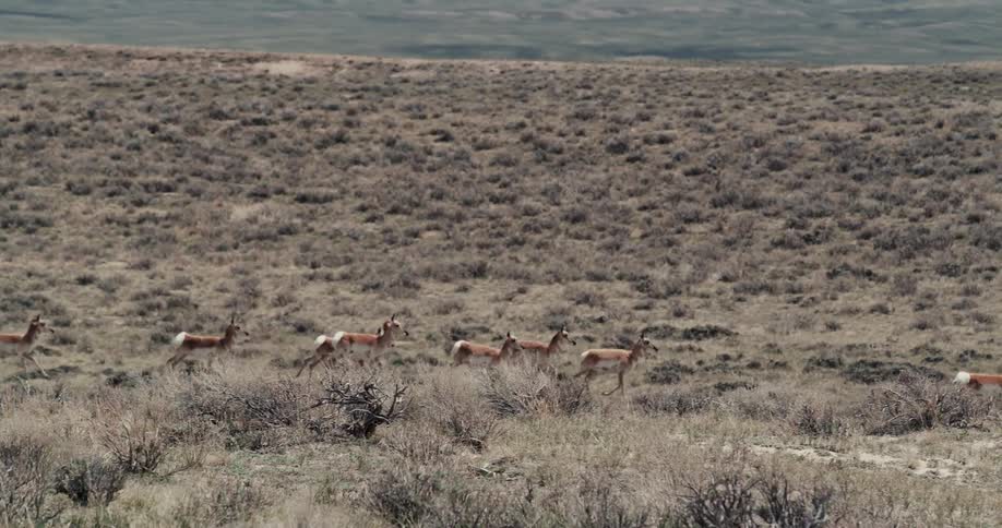 Herd of antelopes galloping on the badlands plains near the mountains
