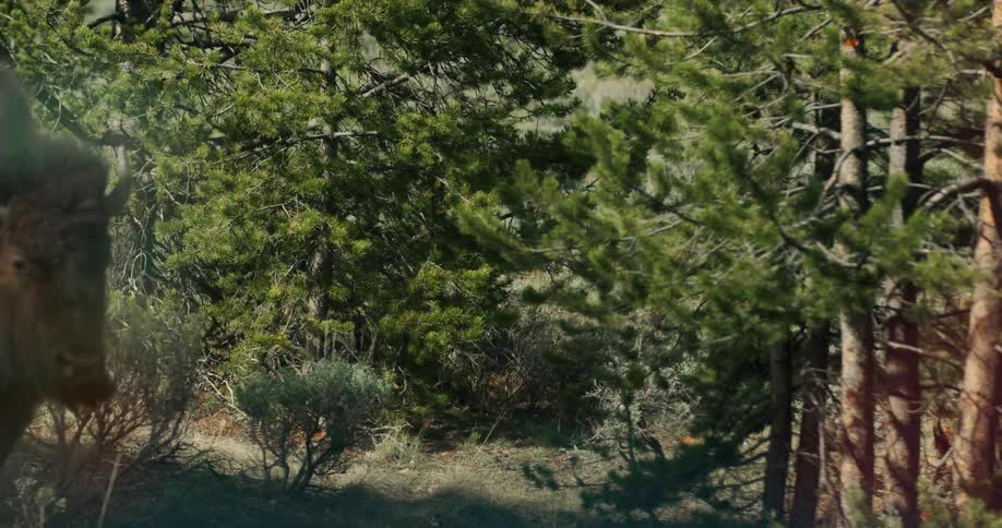 A bison is galloping by in a grassy field of a woodland area during the day