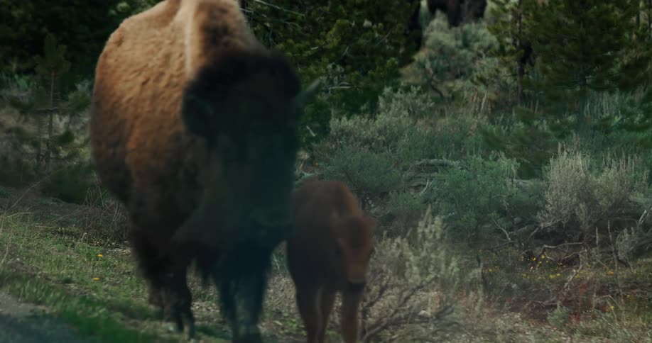 Bison and baby bison walk around in the forest