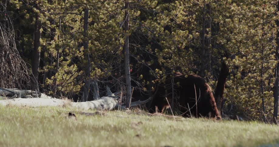 A large bear is at the edge of a woodland area foraging for food in the daytime