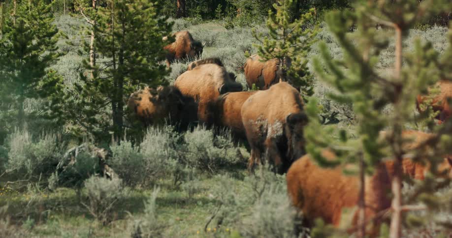 A herd of bison move across the prairie