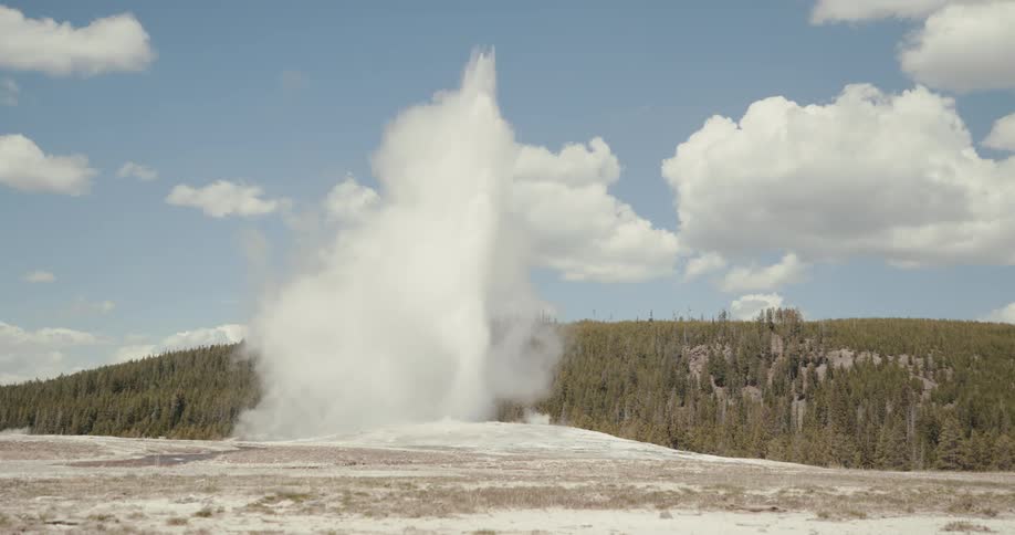 Old Faithful hot spring geyser erupting water and steam into the air near a pine tree forest