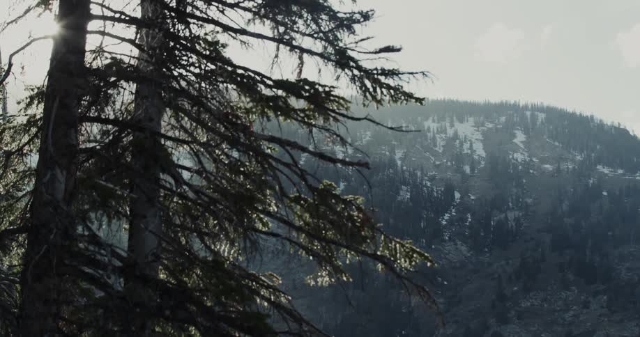 The sun shines and glare through branches of evergreens near a snow dotted mountain