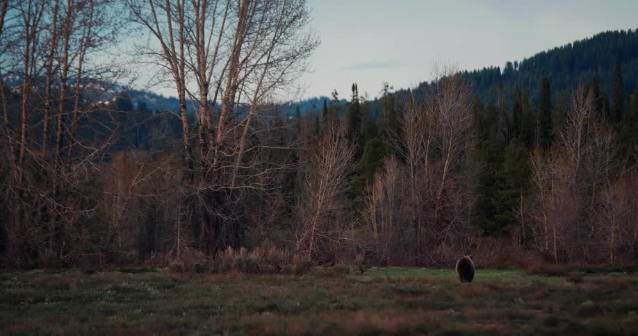 A bear walking on a grassy field with trees the sky and clouds in the background