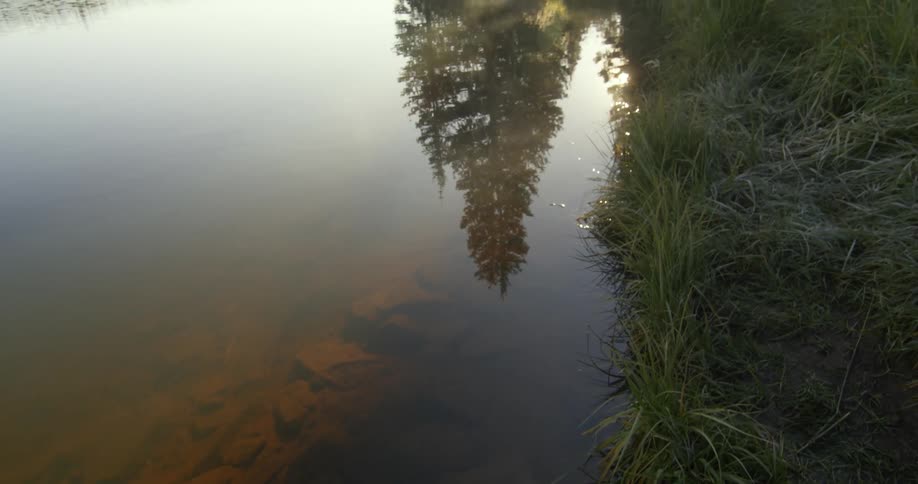 Reflection of a pine tree on the surface of a lake at sunset