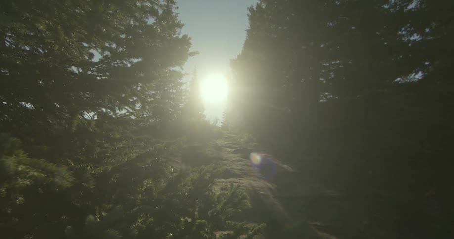 The sun brightly shining down on pine trees in a forest