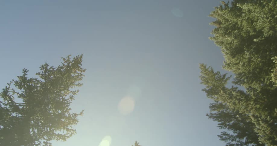 View of he sun shining bright in the forest and tall trees under cloudless blue sky