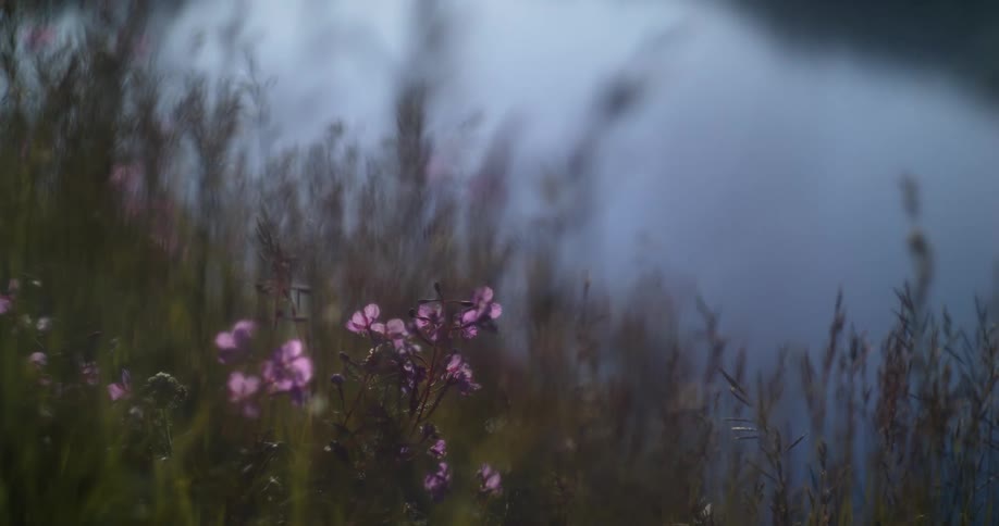 Plants and flowers with a body of water in the background