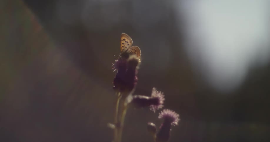 A butterfly is sitting on a flower and it flies away