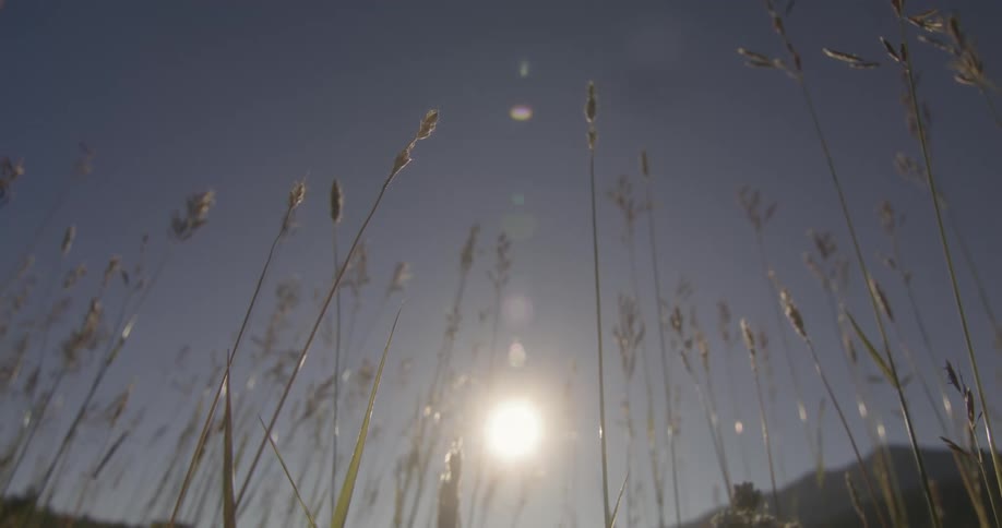 Tall grass and weeds move in the breeze as the sun shines brightly upon them