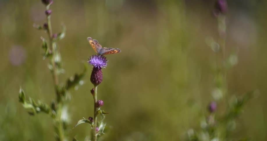 A butterfly is sitting on a flower