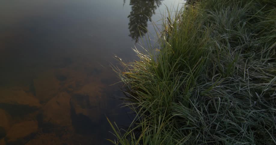 A riverbank with grass next to water