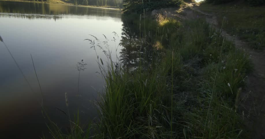 Green tall grass growing on the banks of a river in the countryside at morning
