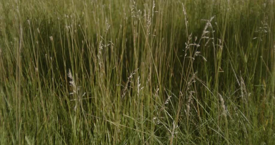 Tall grass blows and sways in the wind