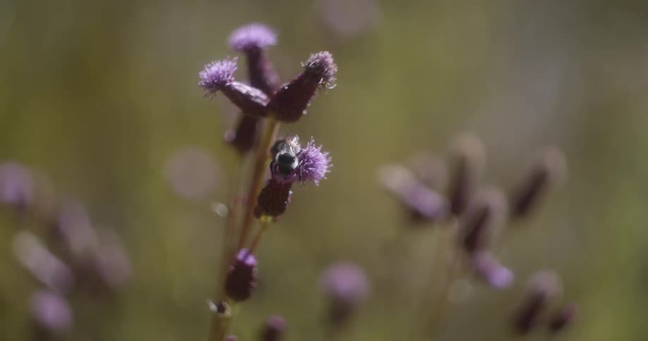 A bee is crawling around on a flower