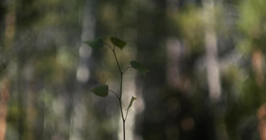 Green leafs on a twig blowing in the wind in the forest