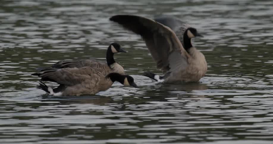Ducks are swimming in water and one duck moves out of the water flapping its wings