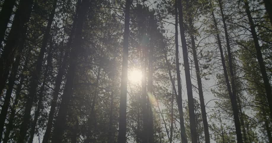 Sunlight filters through the folliage of the tall thin trees in the forest