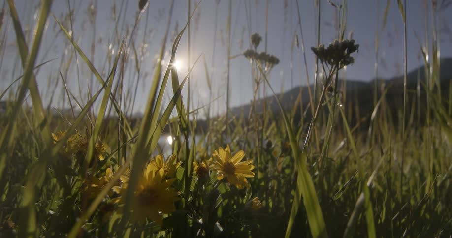 Plants and flowers with a mountain range the sky and clouds in the background
