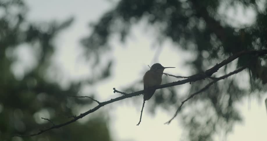 A hummingbird flies onto a tree branch and looks around