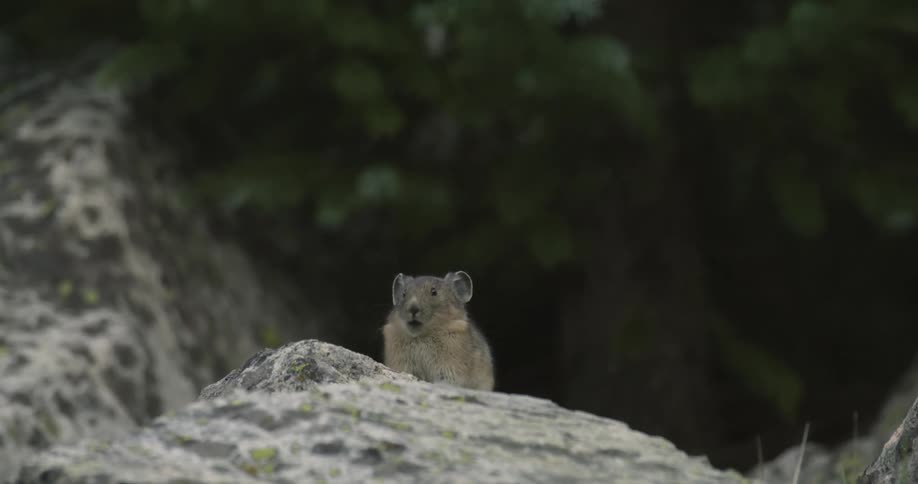 A small mouse stops on the rock to eat