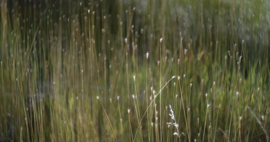 Tall weeds and grass moves in the breeze