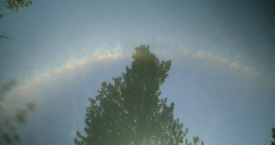 A rainbow hovers over trees in a forest