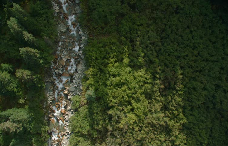 Water flows and rushes down a rocky river bed in between forest evergreens