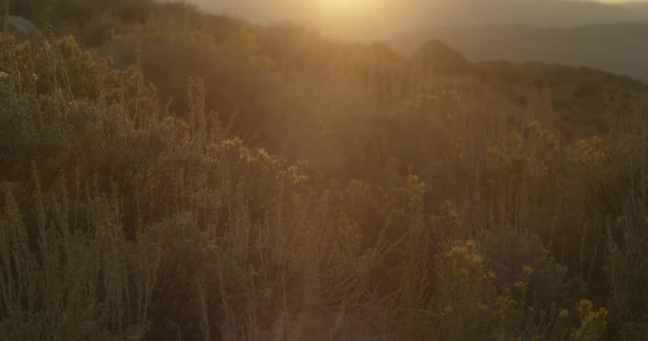 Sunlight shines over the plants in the badland hills