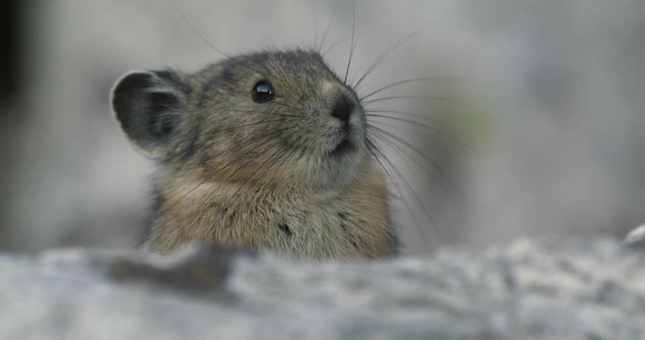 Small rodents peaks over icy ground sniffing the air before darting away