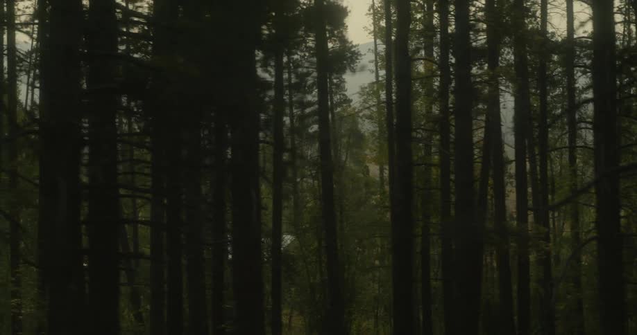 Panning shot of a hazy forest
