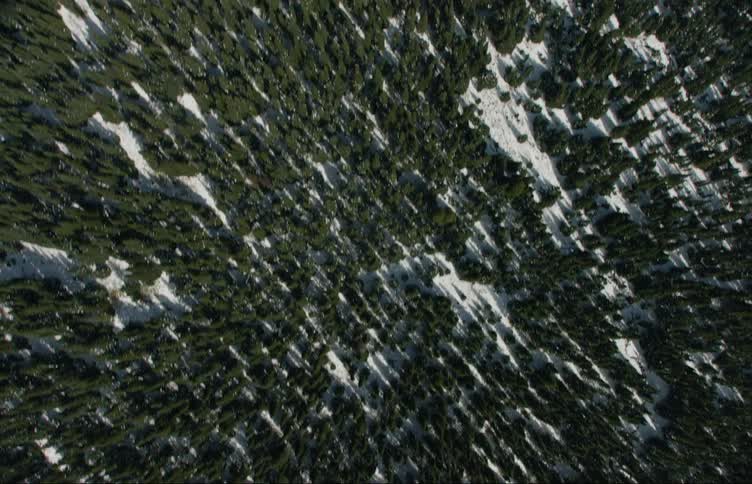 A mountain slope covered in forest trees and snow