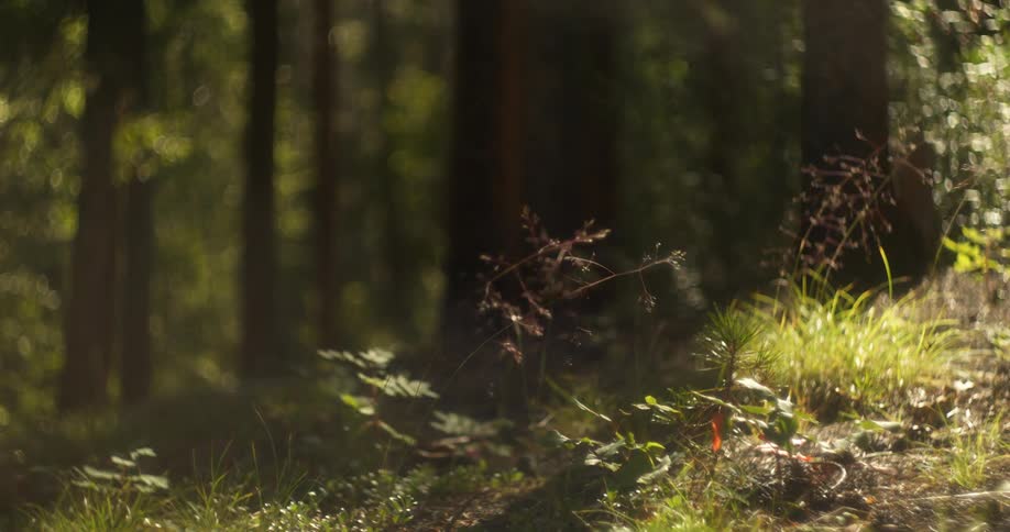 Plant stalks wave in wind near forest