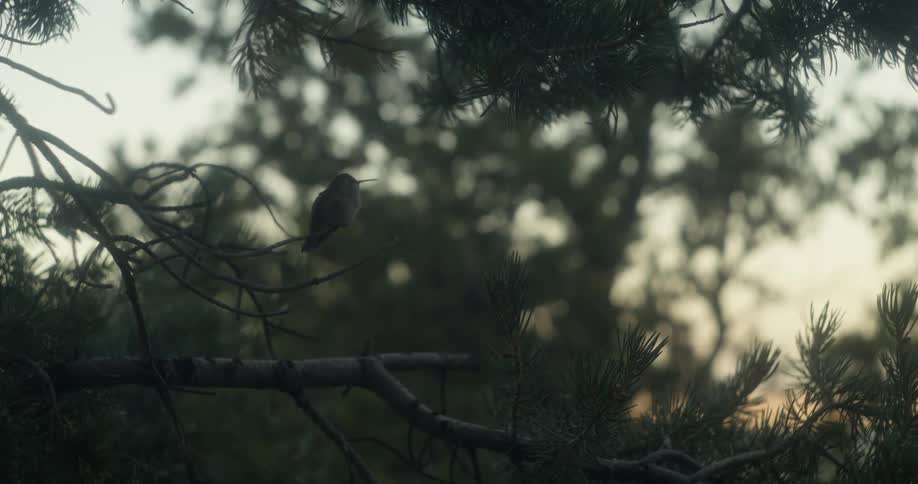 A hummingbird is sitting in a tree and flies away