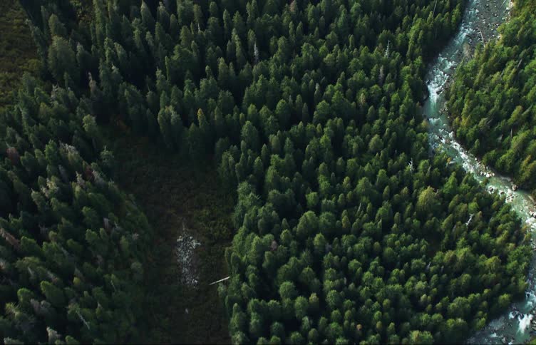 Aerial view of a river flowing through a pine tree forest