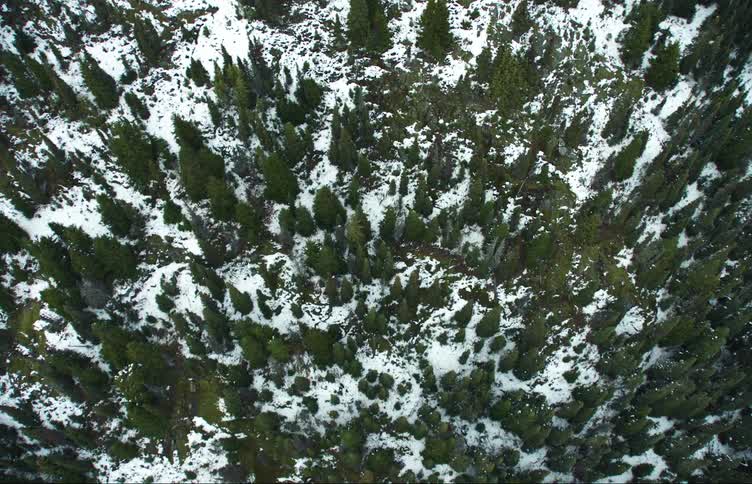 Trees in a forest