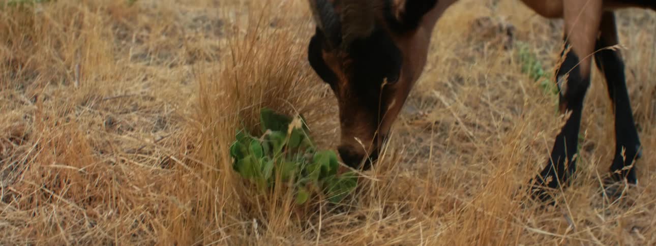 Brown goat grazes on hill slope