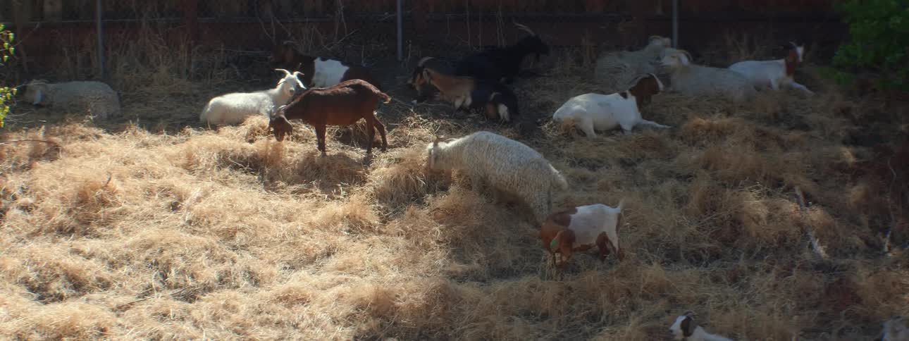 Goats and sheep eating grass with a fence in the background
