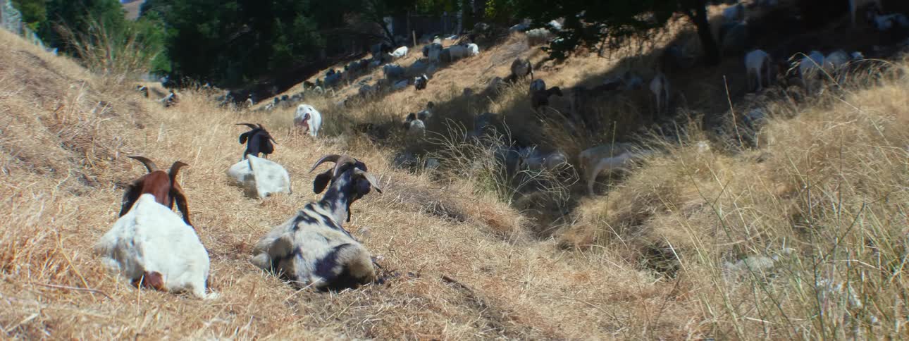 Group of goats sitting down