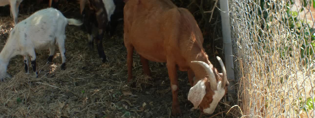 A goat with other goats and is eating grass near a fence