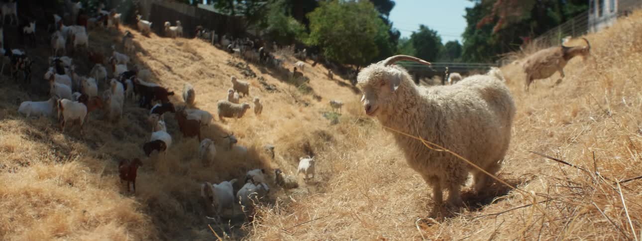 Herd of sheep grazing on the yellow dry grass in the countryside