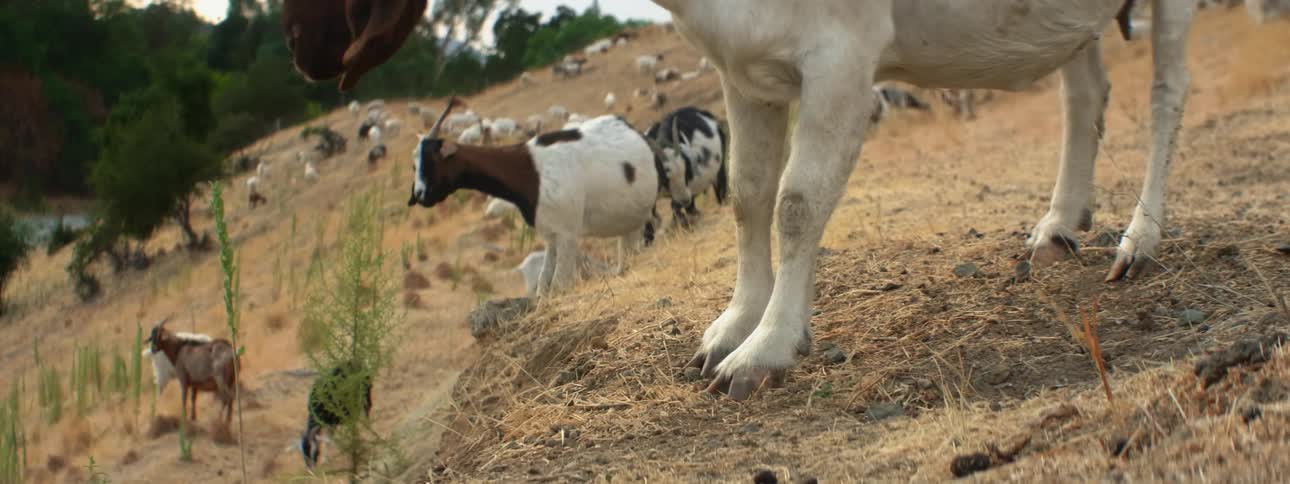 Herd of goats grazing on the yellow dry grass over the hills in the countryside