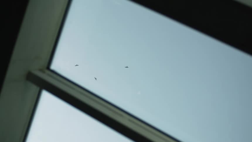 Birds flying in sky