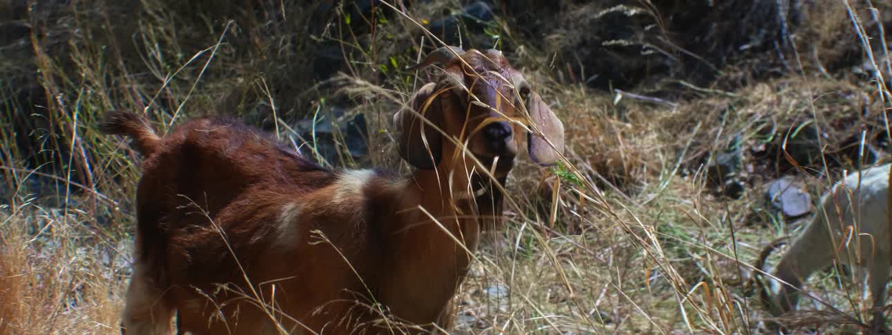 Brown and white goats graze in the field