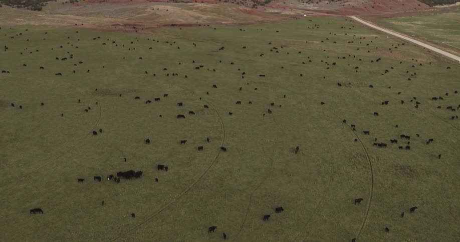 A grassy field with cattle and a road
