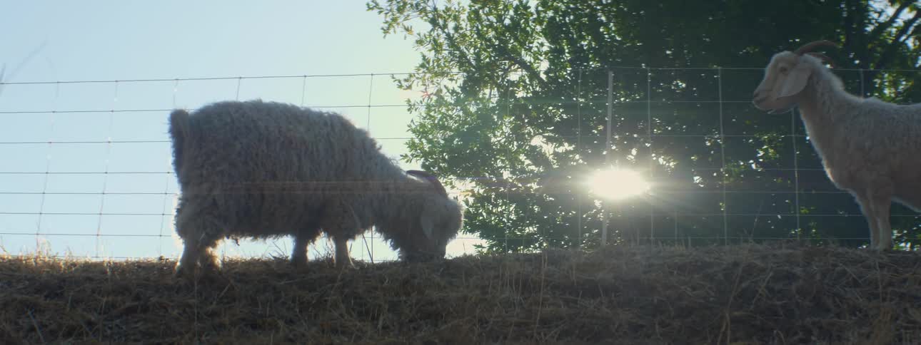 A sheep eating grass next to a goat with a fence trees the sky and clouds in the background