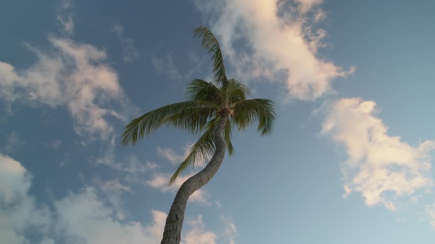 A palm tree sways in the wind under a cloudy sky