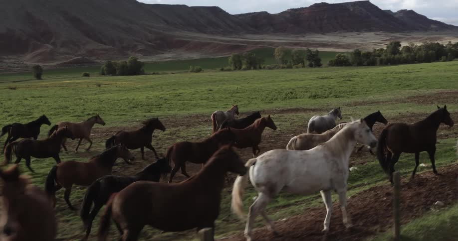 Aerial view of horses galloping near a fence on a farm at evening