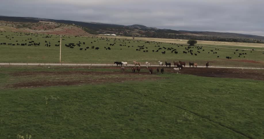 A group of horses stand beside a fence across the road from a herd of cattle